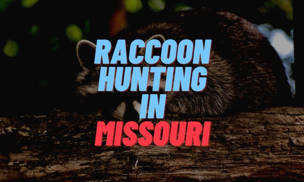 Raccoon Hunting in Missouri
