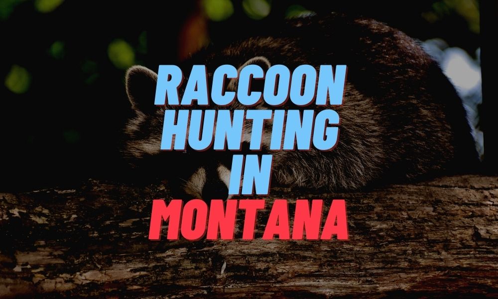 Raccoon Hunting in Montana