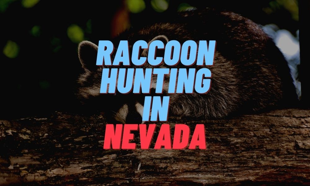 Raccoon Hunting in Nevada