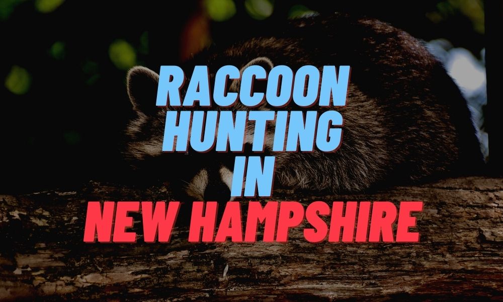 Raccoon Hunting in New Hampshire