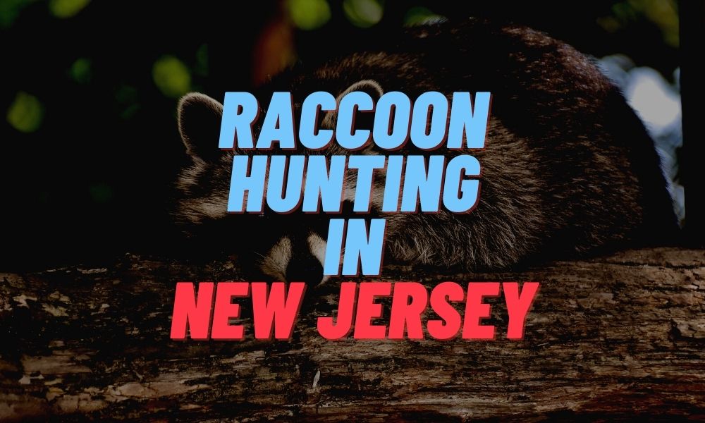Raccoon Hunting in New Jersey