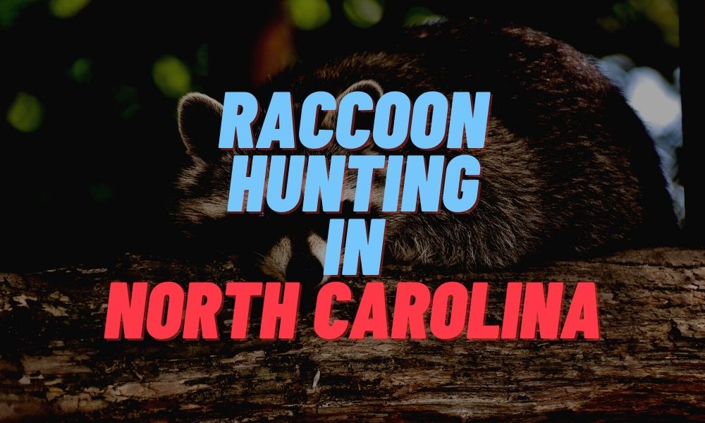 Raccoon Hunting in North Carolina
