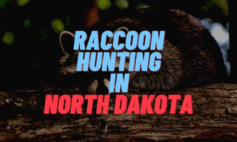 Raccoon Hunting in North Dakota