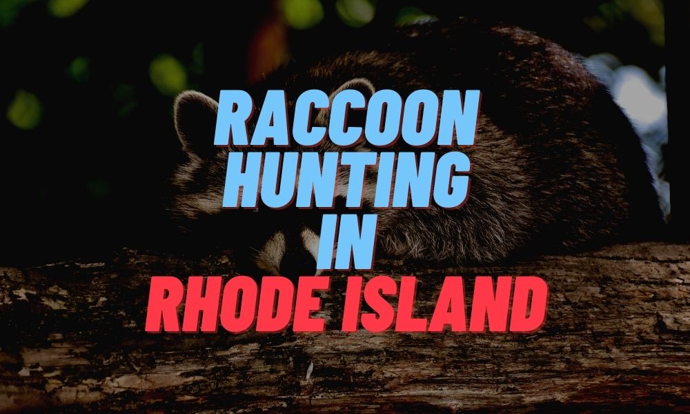 Raccoon Hunting in Rhode Island