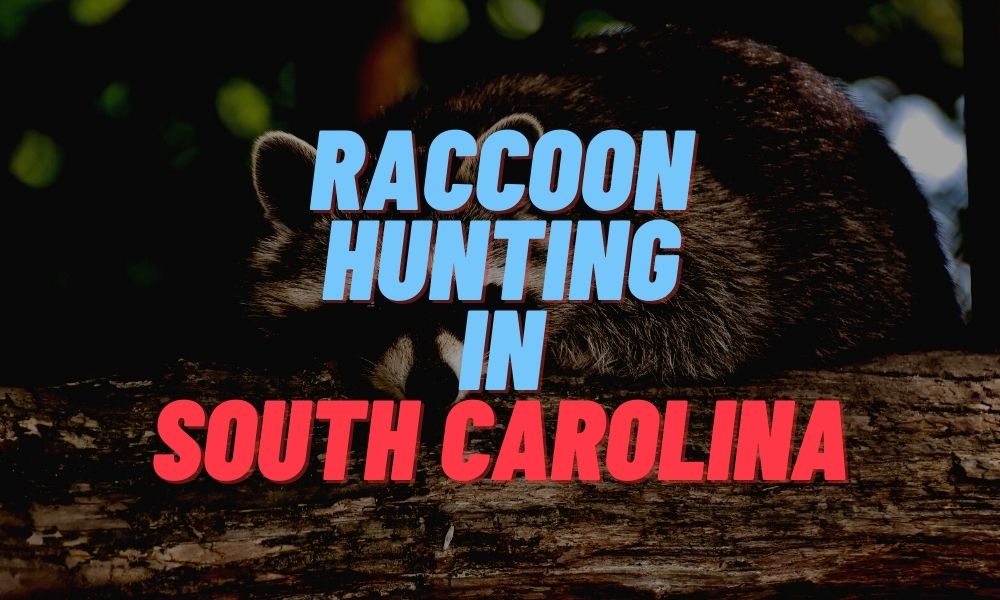 Raccoon Hunting in South Carolina