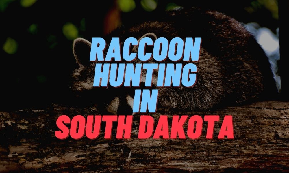 Raccoon Hunting in South Dakota
