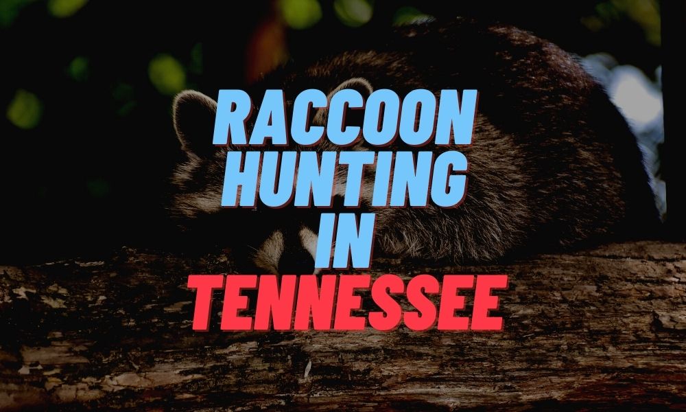 Raccoon Hunting in Tennessee
