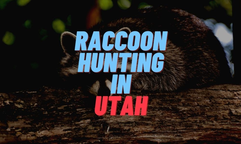 Raccoon Hunting in Utah