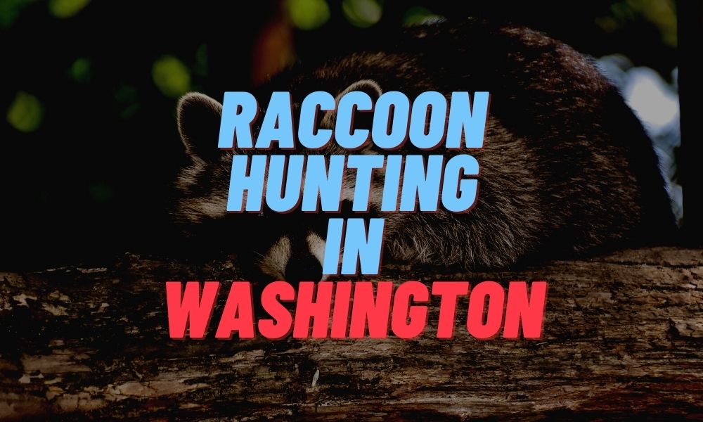 Raccoon Hunting in Washington