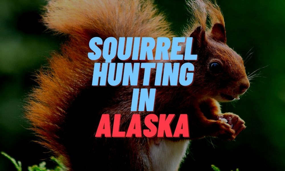 Squirrel Hunting in Alaska