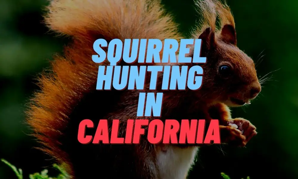 Squirrel Hunting in California