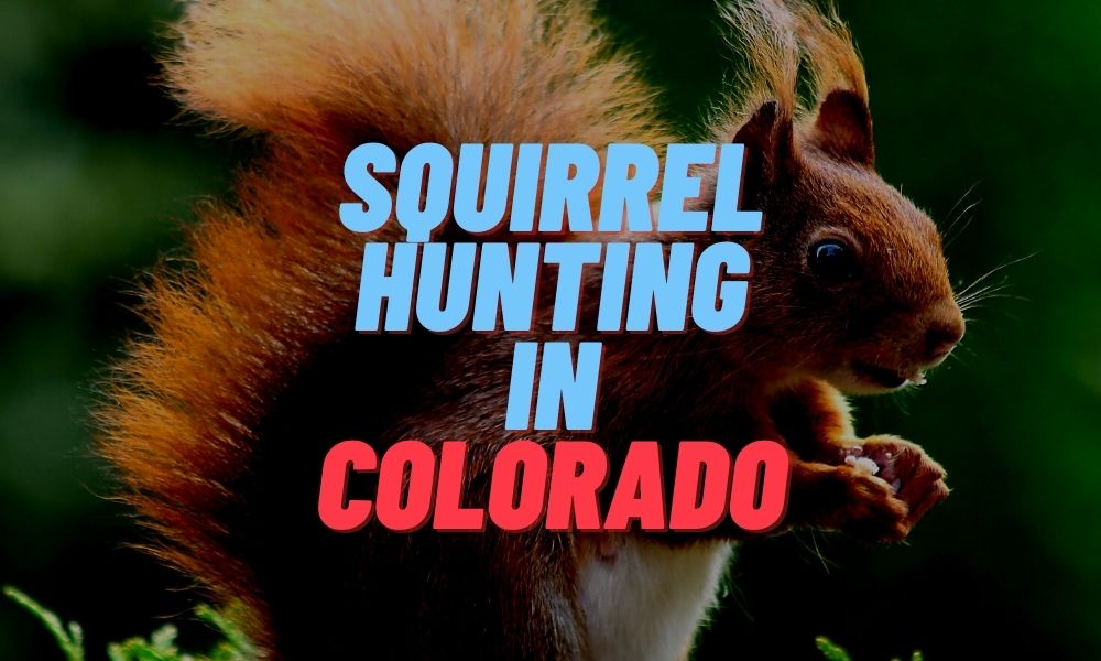 Squirrel Hunting in Colorado