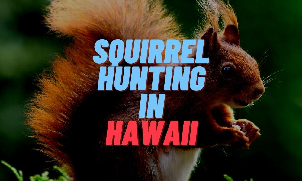 Squirrel Hunting in Hawaii