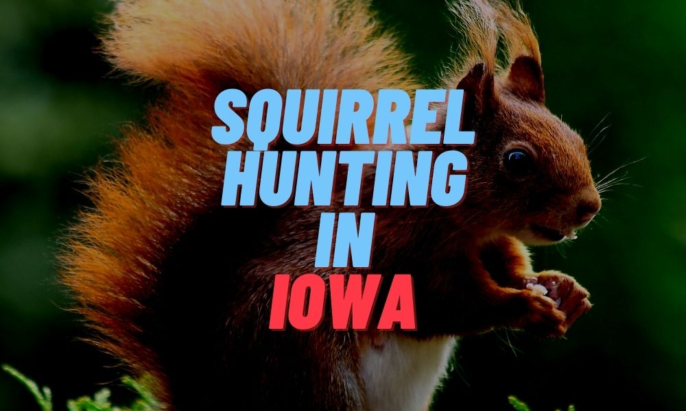 Squirrel Hunting in Iowa
