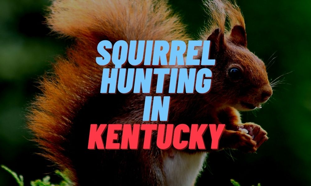 Squirrel Hunting in Kentucky