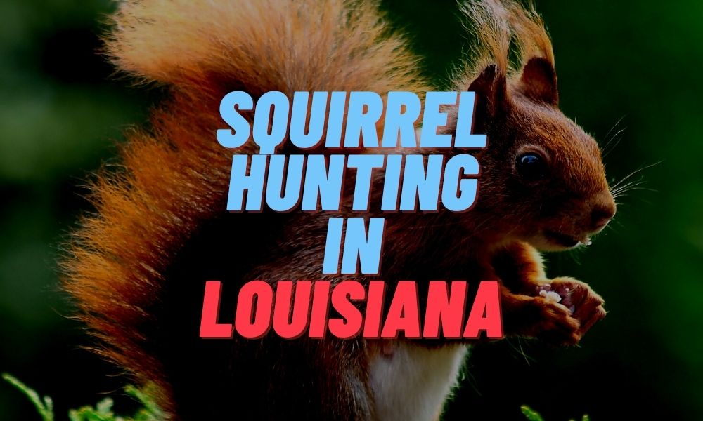 Squirrel Hunting in Louisiana