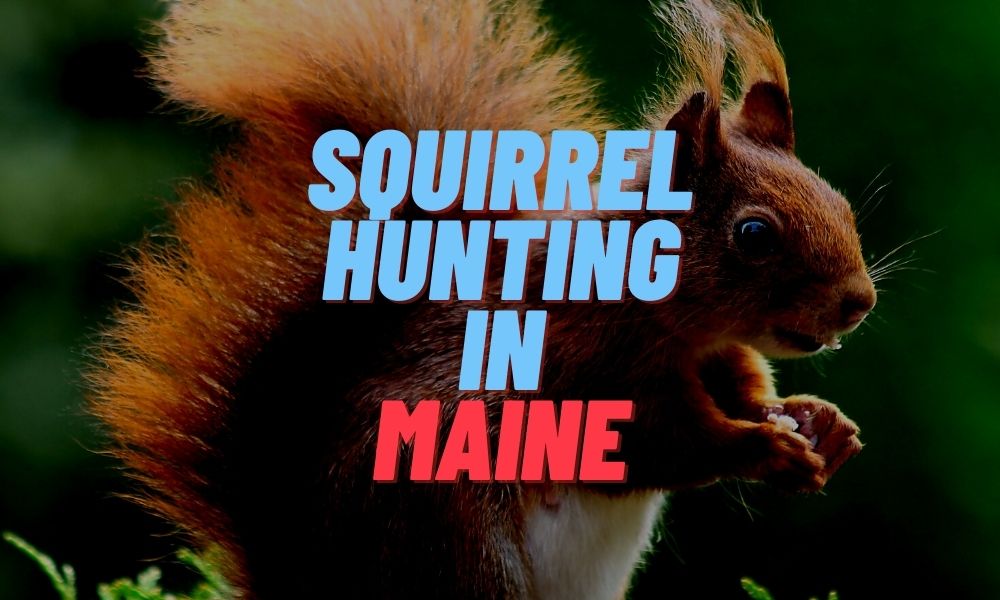 Squirrel Hunting in Maine
