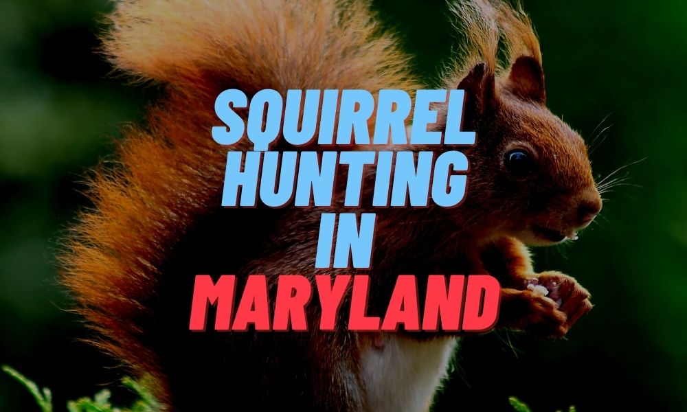 Squirrel Hunting in Maryland