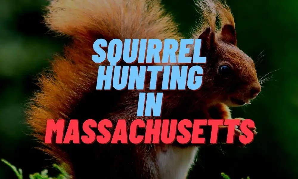 Squirrel Hunting in Massachusetts