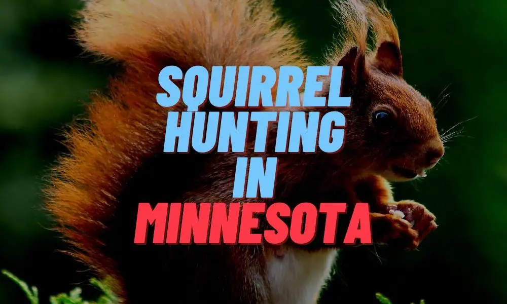 Squirrel Hunting in Minnesota