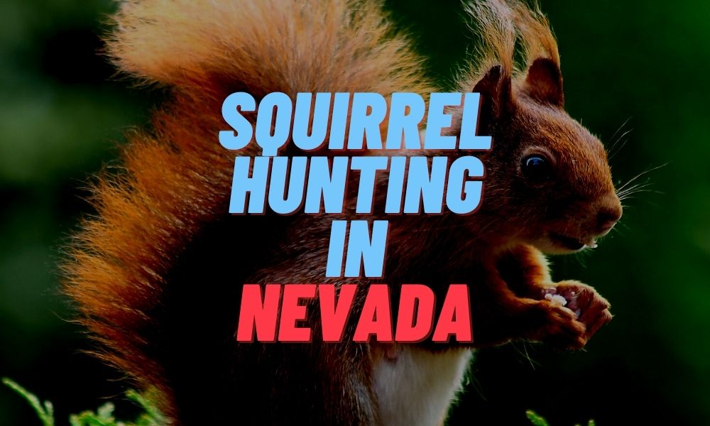Squirrel Hunting in Nevada
