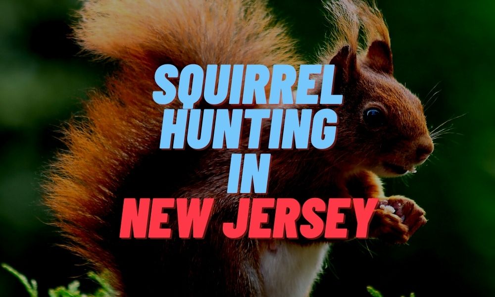 Squirrel Hunting in New Jersey