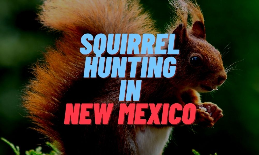 Squirrel Hunting in New Mexico