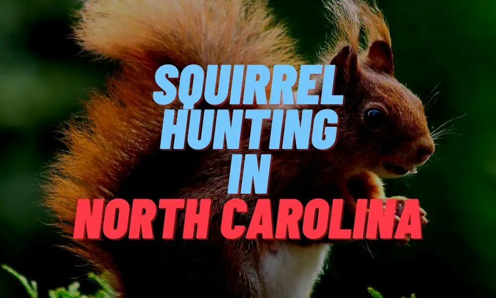 Squirrel Hunting in North Carolina
