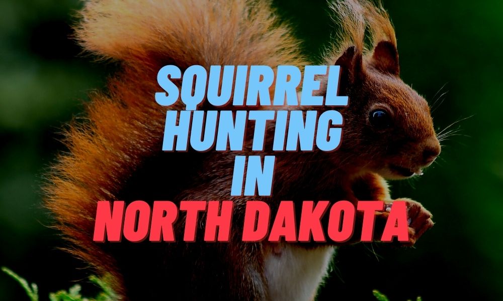 Squirrel Hunting in North Dakota