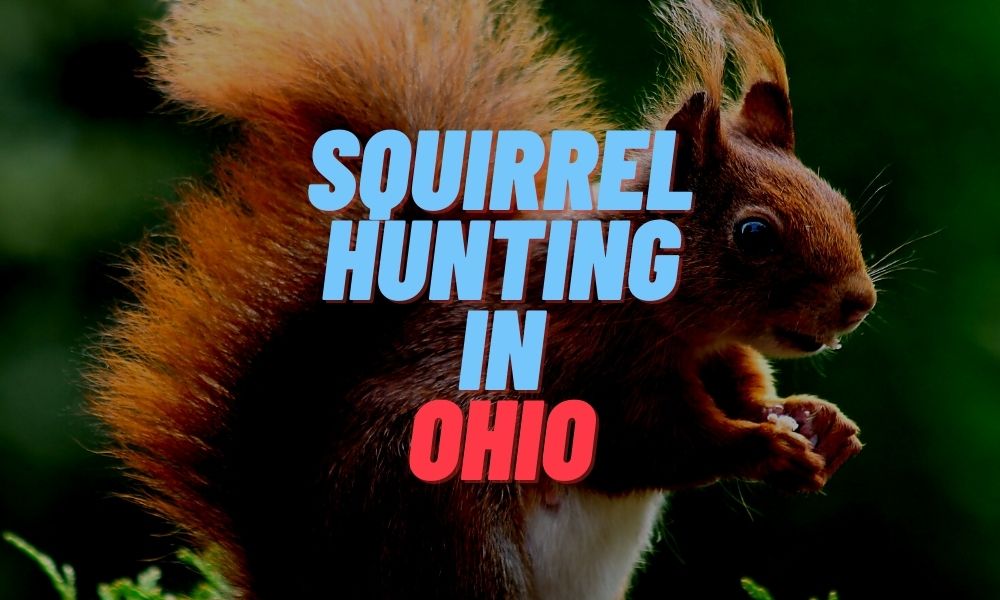 Squirrel Hunting in Ohio