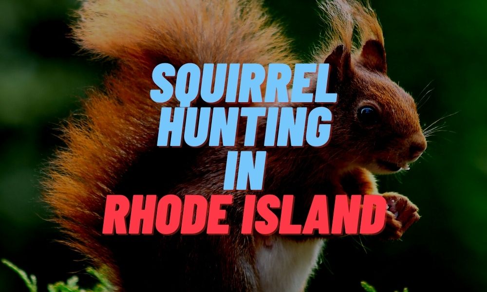 Squirrel Hunting in Rhode Island