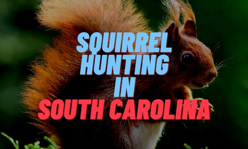 Squirrel Hunting in South Carolina