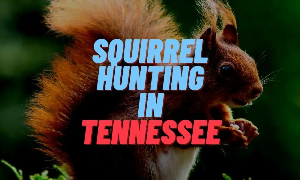 Squirrel Hunting in Tennessee