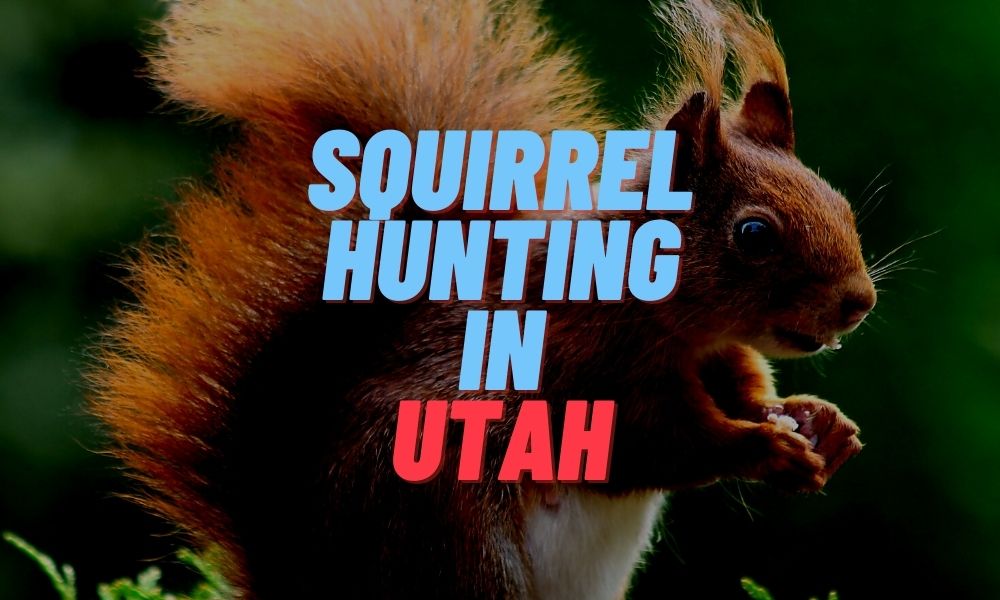 Squirrel Hunting in Utah