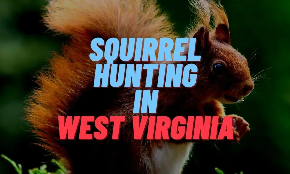 Squirrel Hunting in West Virginia