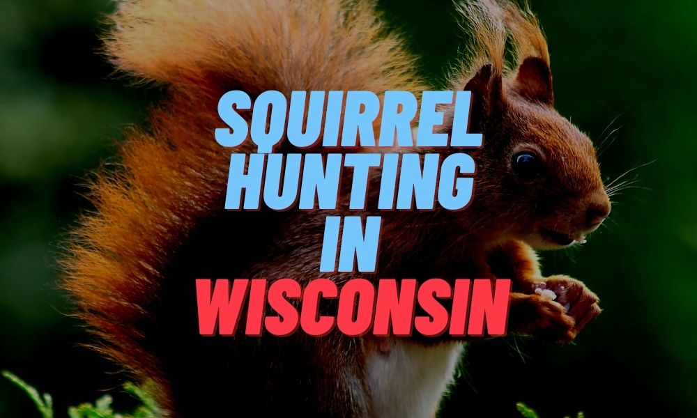 Squirrel Hunting in Wisconsin