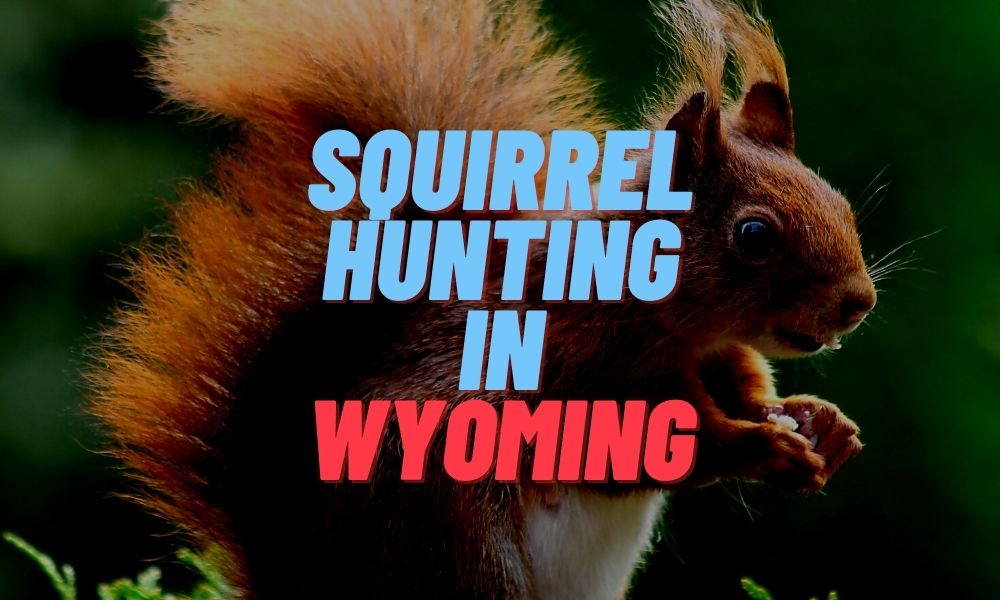 Squirrel Hunting in Wyoming