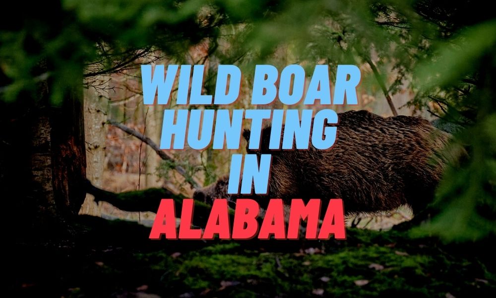 Wild Boar Hunting in Alabama