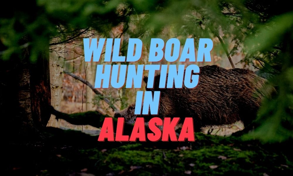 Wild Boar Hunting in Alaska