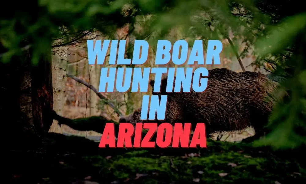 Wild Boar Hunting in Arizona