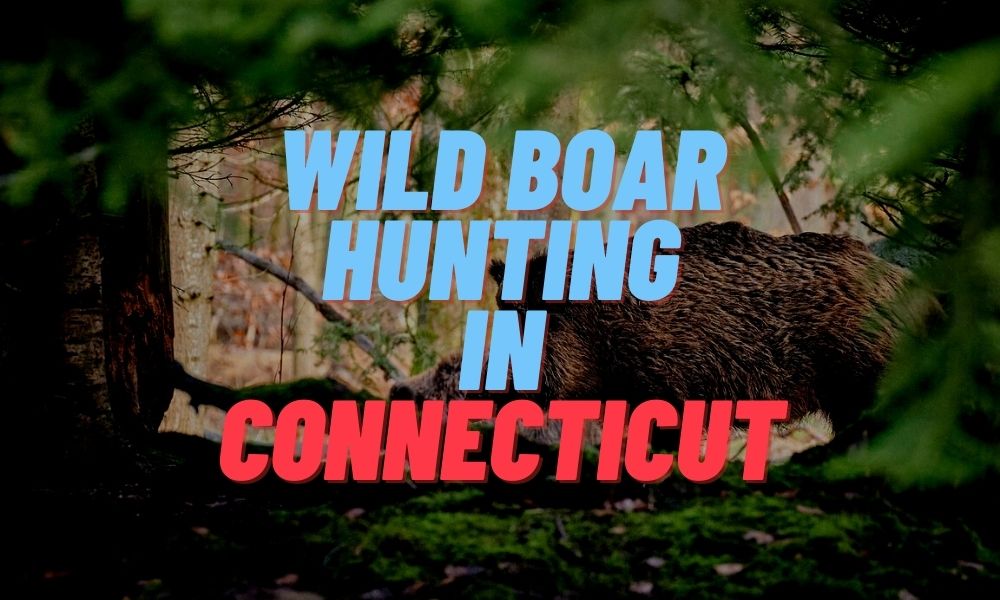 Wild Boar Hunting in Connecticut