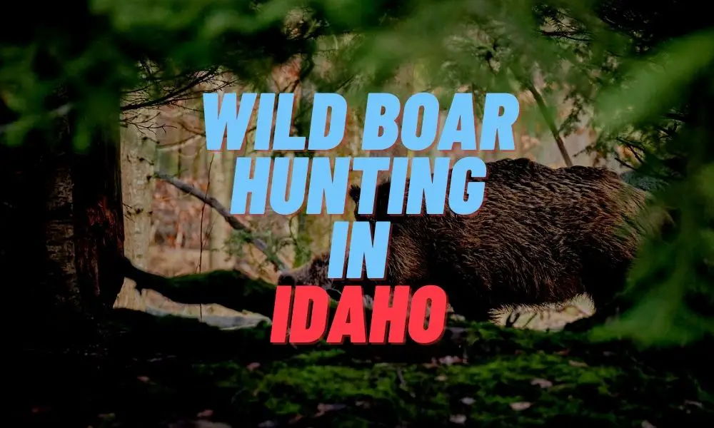 Wild Boar Hunting in Idaho