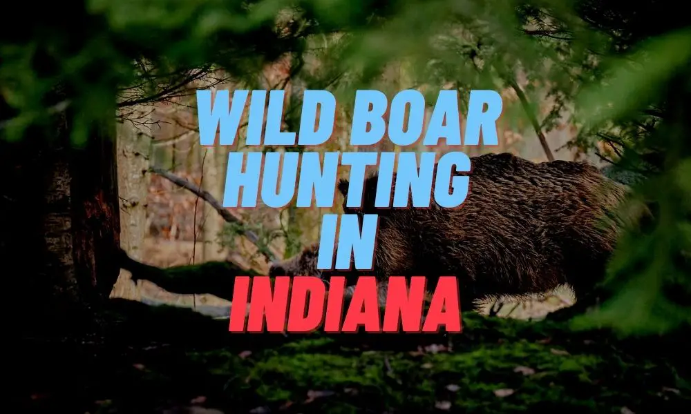 Wild Boar Hunting in Indiana