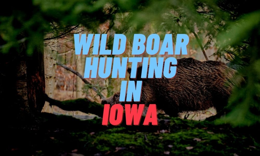 Wild Boar Hunting in Iowa