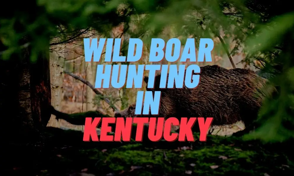 Wild Boar Hunting in Kentucky