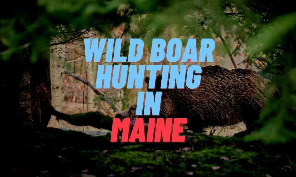 Wild Boar Hunting in Maine