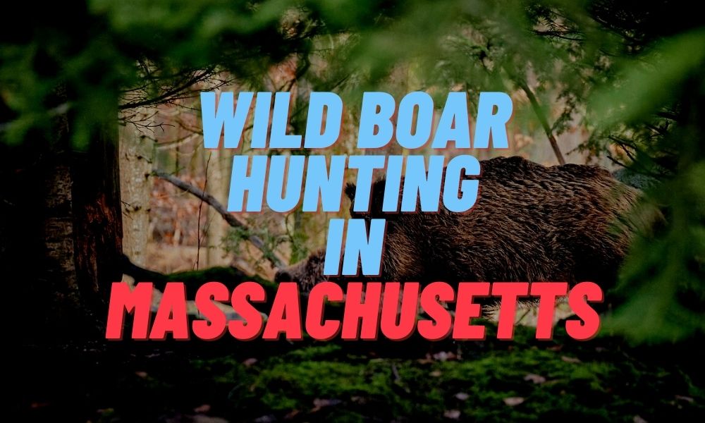 Wild Boar Hunting in Massachusetts