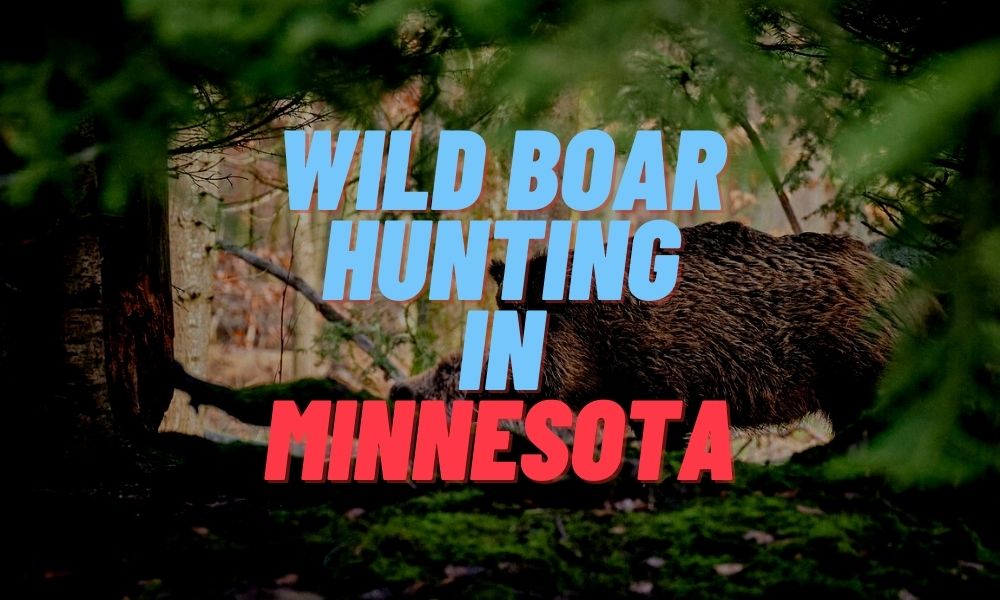 Wild Boar Hunting in Minnesota