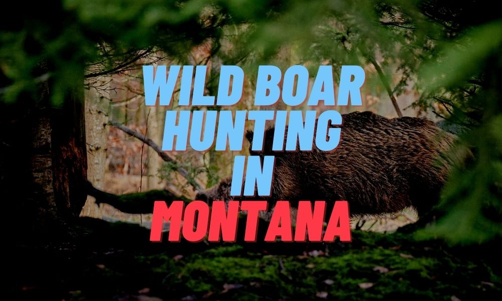 Wild Boar Hunting in Montana
