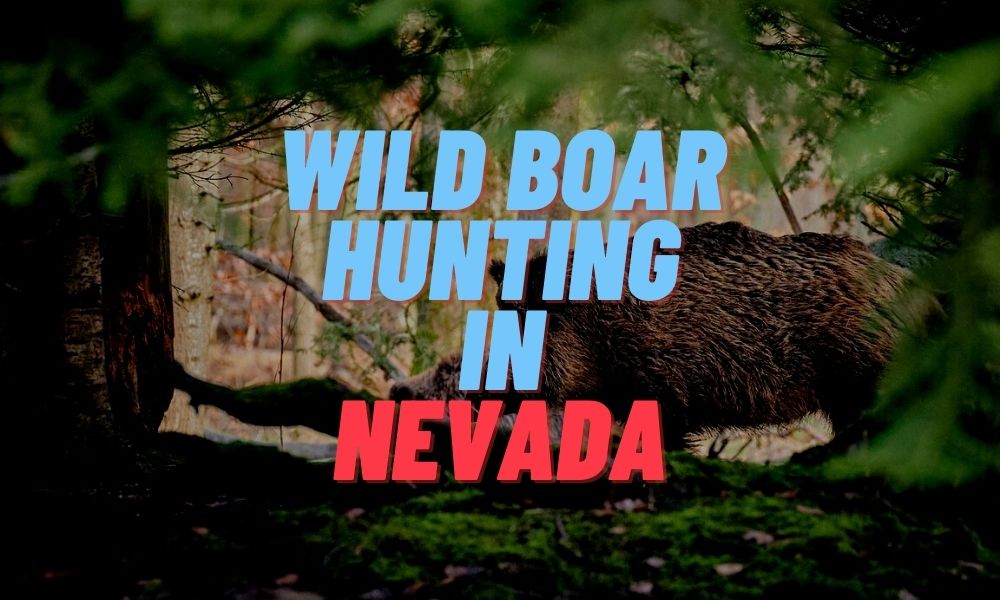 Wild Boar Hunting in Nevada